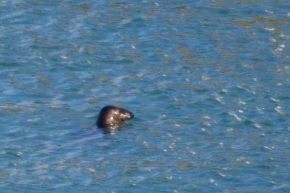 22 February 2018 - 14-20-25.jpg
A seal in the river Dart between Dartmouth and Kingswear. No name yet. 
#RiverDartSeal #DartmouthSeal